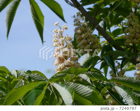 トチノキの花 トチノキの花 7240797