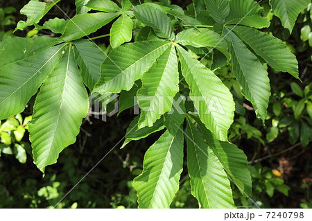トチノキの葉 7240798