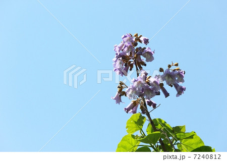 桐の花 桐の花 7240812