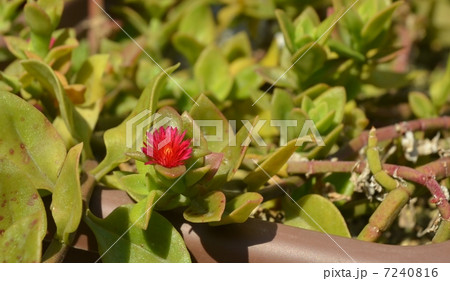 ベビーサンローズ 7240816