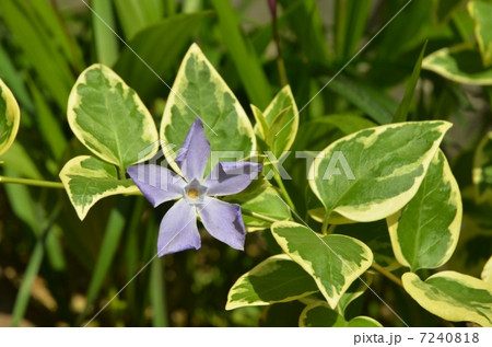 ツルニチニチソウ 7240818