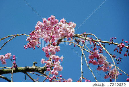 しだれ桜 7240829