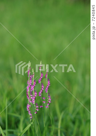 ネジバナ ネジバナ 7240845