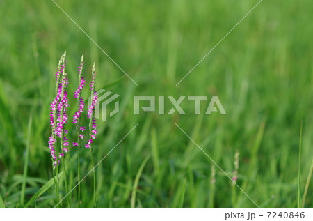 ネジバナ ネジバナ 7240846