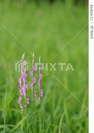 ネジバナ ネジバナ 7240848