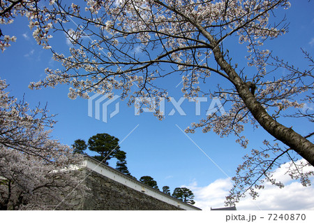 霞ヶ城と桜 7240870