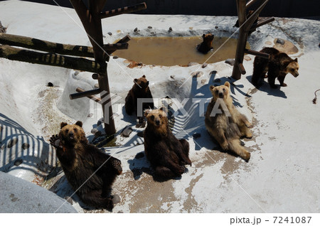 のぼりべつクマ牧場の熊 のぼりべつクマ牧場の熊 7241087