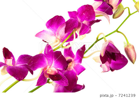 beautiful purple orchid beautiful purple orchid 7241239