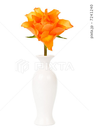 rose in a vase rose in a vase 7241240