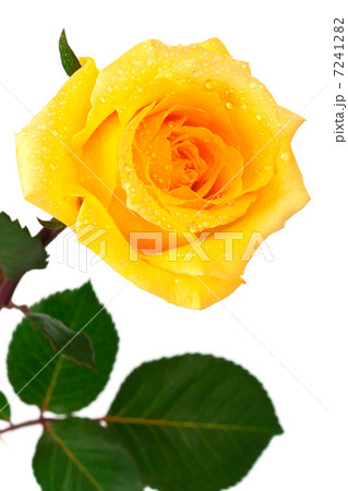 single yellow rose 7241282