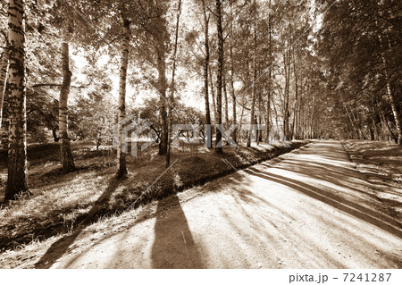 alley in a birch forest alley in a birch forest 7241287