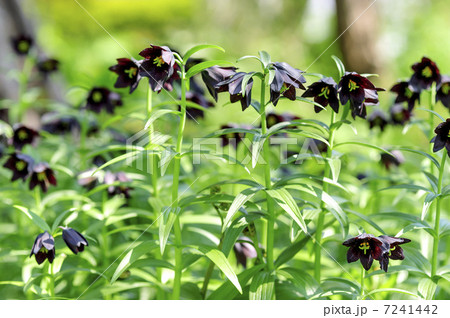 黒百合 黒百合 7241442
