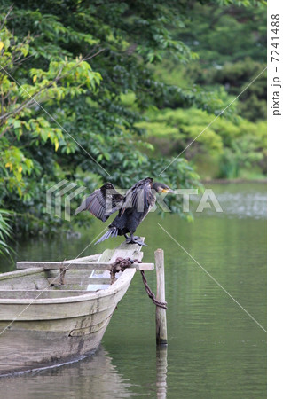 三渓園のカワウ 7241488