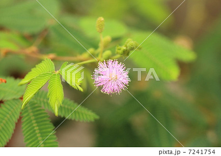 オジギソウの花の写真素材