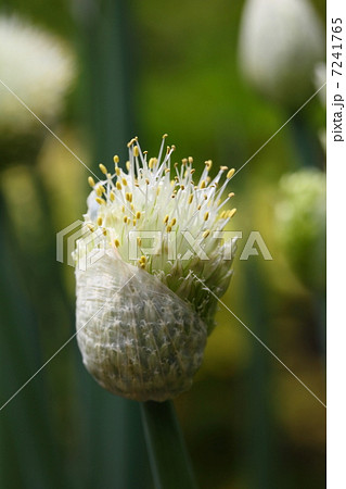 九条ネギの花の写真素材