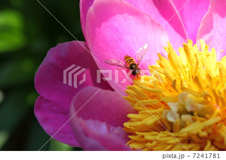 ハナアブとシャクヤク 7241781