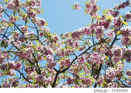 塩釜神社の塩釜桜 塩釜神社の塩釜桜 7242030