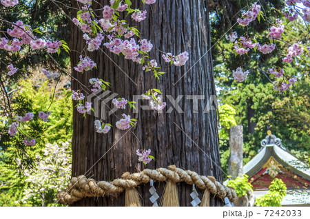 塩釜神社の塩釜桜 7242033