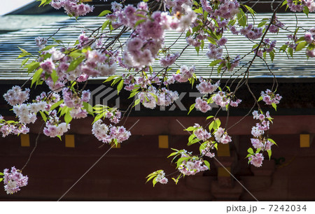 塩釜神社の塩釜桜 7242034