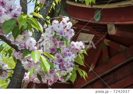 塩釜神社の塩釜桜 塩釜神社の塩釜桜 7242037