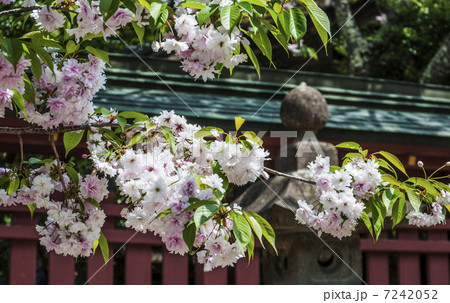 塩釜神社の塩釜桜 塩釜神社の塩釜桜 7242052