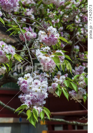 塩釜神社の塩釜桜 塩釜神社の塩釜桜 7242073