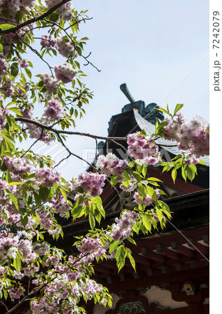 塩釜神社の塩釜桜 塩釜神社の塩釜桜 7242079