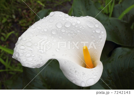 カラーの花 7242143