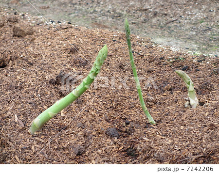 アスパラガス アスパラガス 7242206