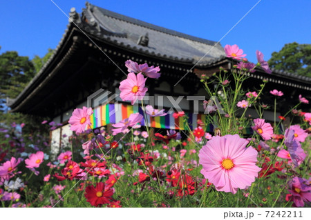 般若寺のコスモス 7242211
