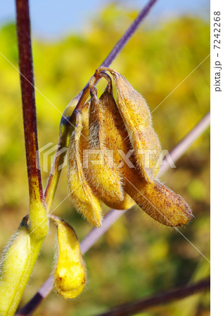 収穫間近のダイズの実 収穫間近のダイズの実 7242268