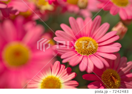 マーガレット マーガレット 7242483