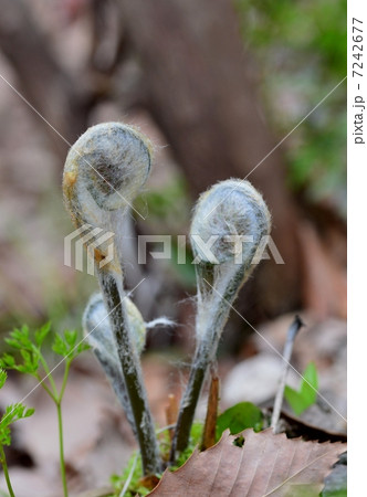 ゼンマイ 7242677