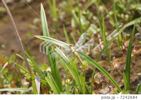 ハラビロトンボ 7242684