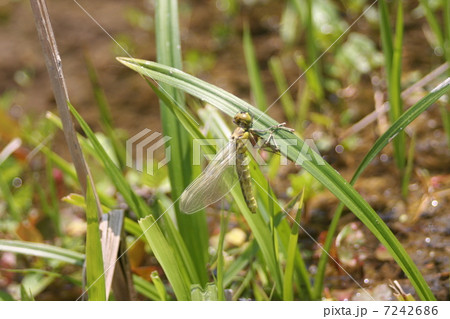 ハラビロトンボ ハラビロトンボ 7242686