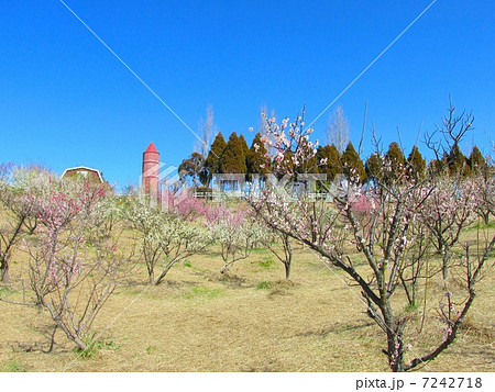 明石の梅林　（石ヶ谷公園） 7242718
