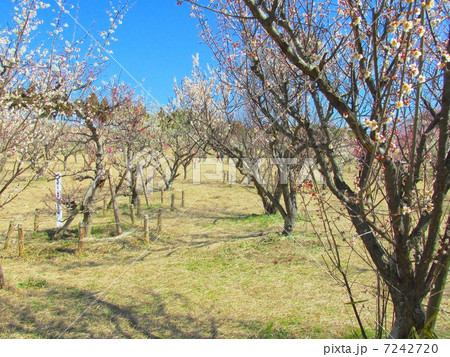 明石の梅林　（石ヶ谷公園） 7242720