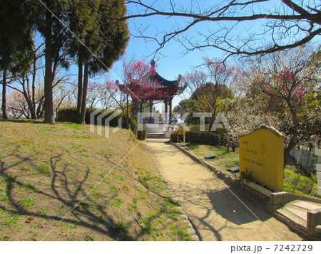 明石の梅林　（石ヶ谷公園）　梅の花と東屋 7242729