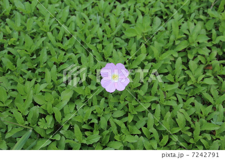 ヒルザキツキミソウ 7242791