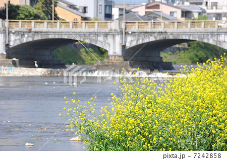 京都 芥子菜の咲く鴨川 京都 芥子菜の咲く鴨川 7242858