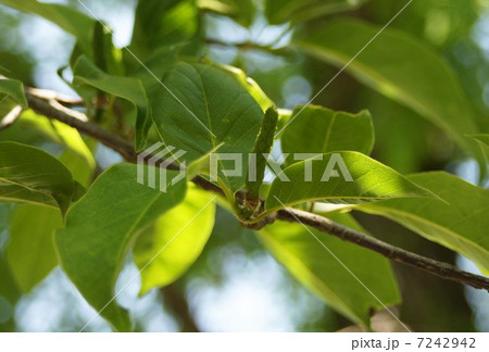 花が散った後のコブシ 7242942