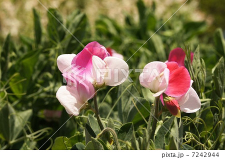 スイトピー 7242944