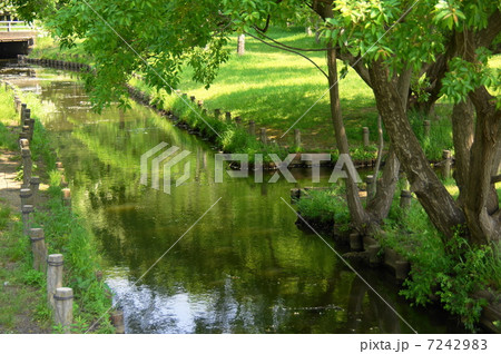5月葉　新緑の水辺86 7242983