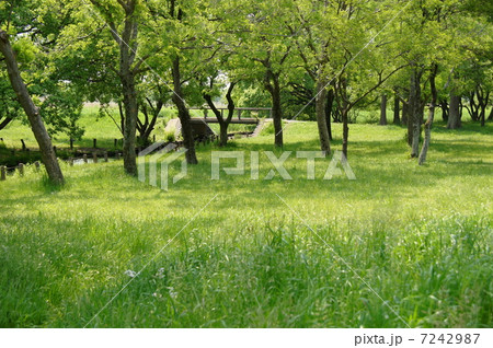 5月葉　樹木・森林・雑木林13新緑 7242987