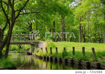 5月葉 樹木・森林・雑木林12新緑 5月葉 樹木・森林・雑木林12新緑 7242988