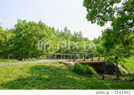 5月葉 樹木・森林・雑木林07新緑 5月葉 樹木・森林・雑木林07新緑 7242992