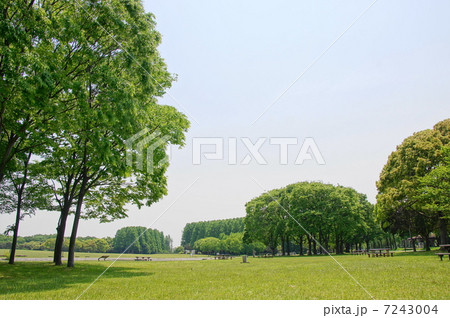 5月葉　ケヤキ・ニレ科200新緑 7243004