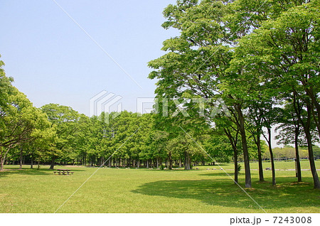 5月葉　ケヤキ・ニレ科196新緑 7243008