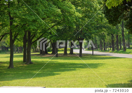 5月葉　ケヤキ・ニレ科194新緑 7243010