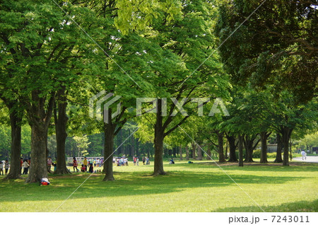 5月葉　ケヤキ・ニレ科193新緑 7243011